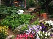 Gardening and Mental Health